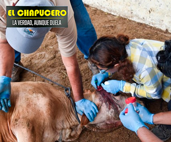 Declara Campeche la guerra al gusano barrenador