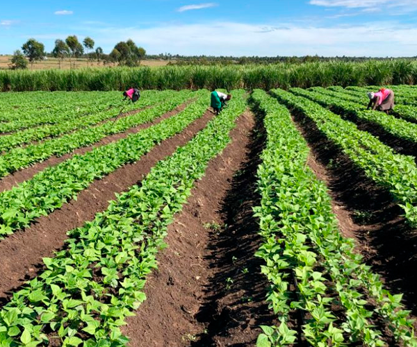 FIRA impulsa cadenas sustentables para reactivar la economía agrícola