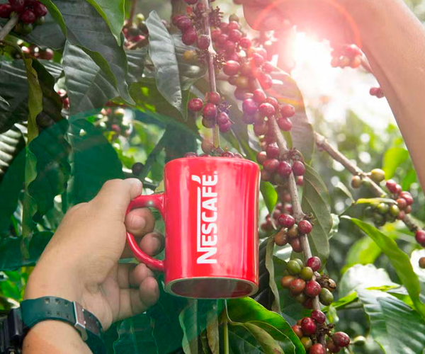 Plan Nescafé impulsa café mexicano con 550 mdp y triplica productividad.