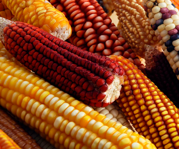 México rompe récord en importaciones de granos con 40.7 millones de toneladas.