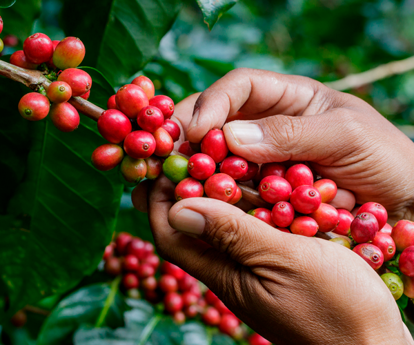 Aranceles de EU provocan caída de más de 50% en exportaciones de café brasileño.