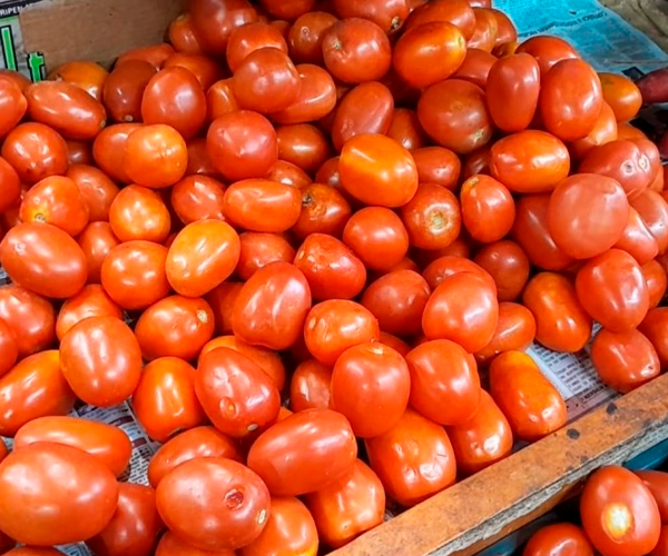 Canadá se convierte en nuevo destino para el tomate mexicano tras aranceles de EU.