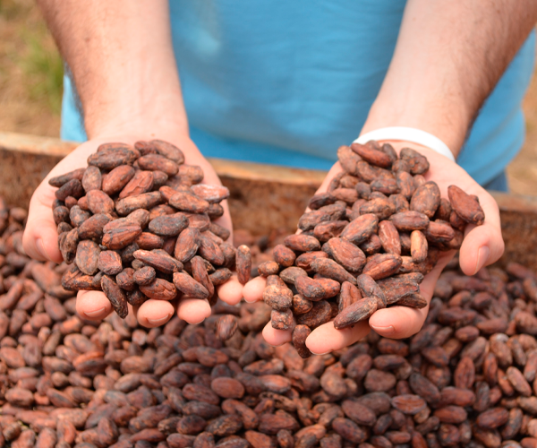 Cacao baja de precio, pero los chocolateros mantienen cautela.