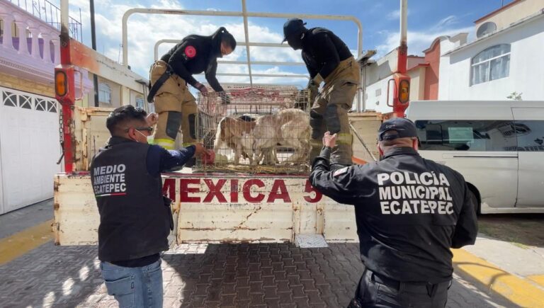 Rescatan a más de 700 animales hacinados en Las Américas en Ecatepec