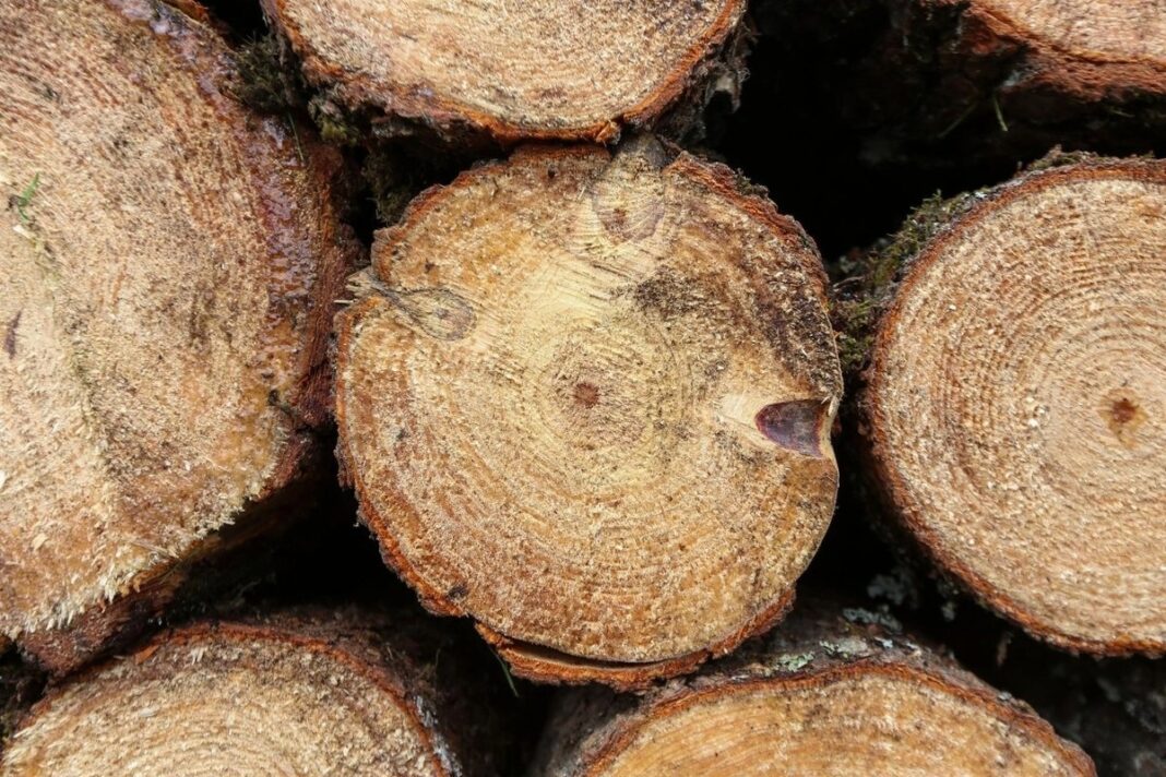 profepa-clausura-predios-en-mich