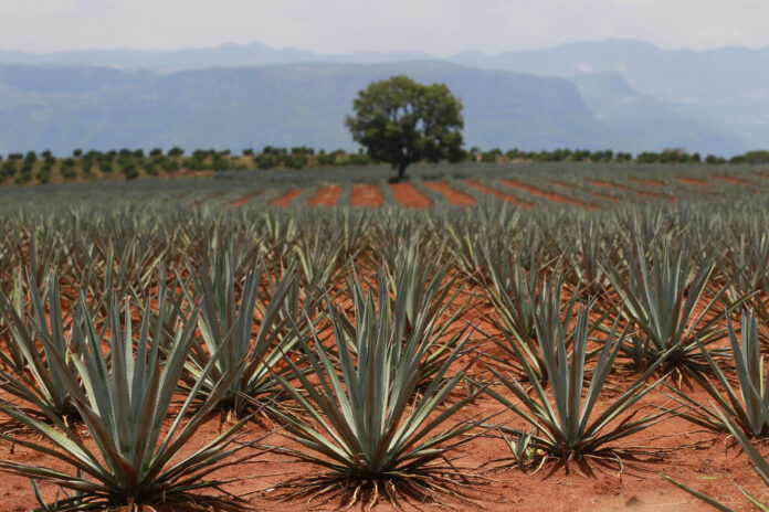industria-tequilera-en-mexico-certifica-agaves-para-evitar-impacto-ambiental-scaled_jpg