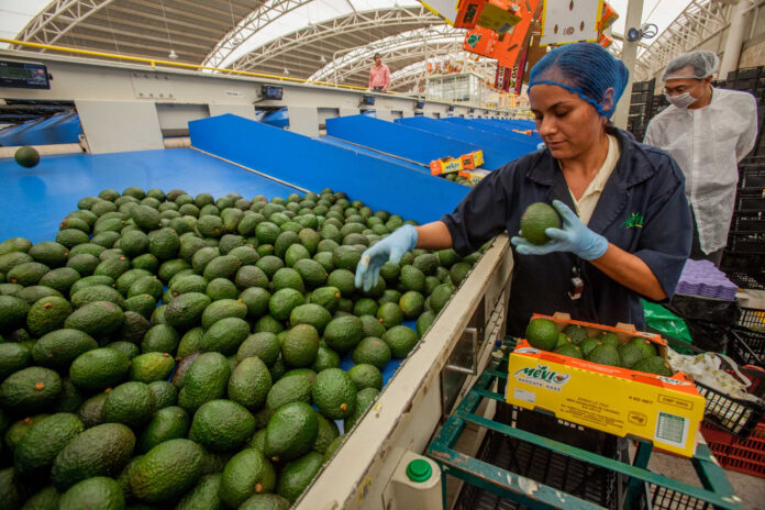 31aguacate-scaled_jpg