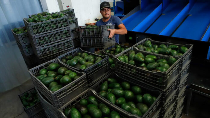 aguacate1_jpg