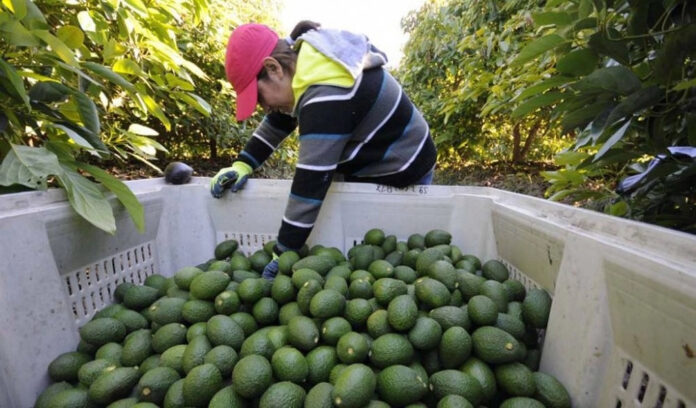 bloquea-el-gobierno-de-eu-exportacion-de-aguacate-mexicano-4456html-aguacat_jpg-5692html-cfb381f6-357c-407a-8f2e-52911c0f4a9d.jpgljnimgndimage=fullsize